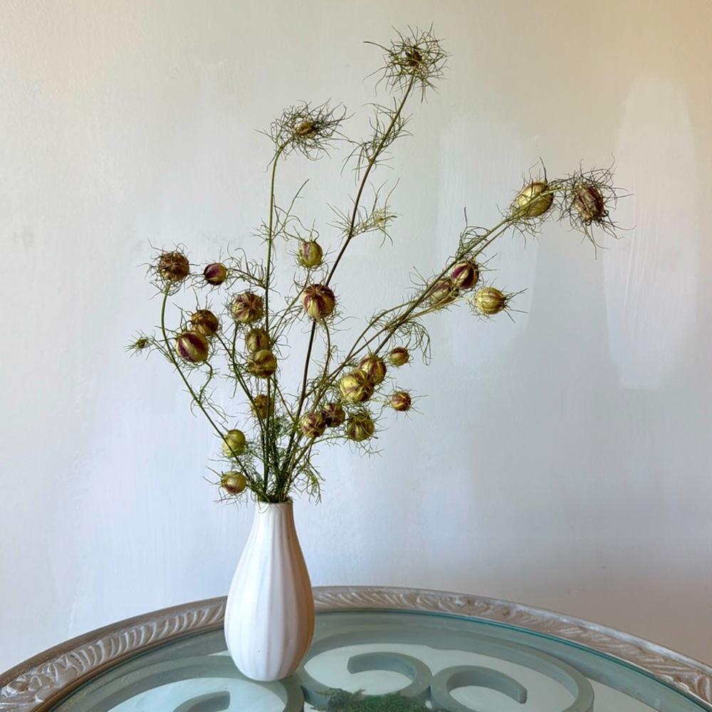 Dried Organic Nigella  'Love in a Mist'- cut flower